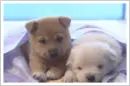 two puppies