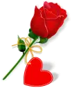i love you with roses
