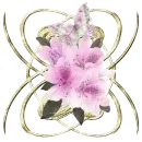 pink flowers