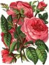 red roses
