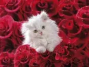 red roses