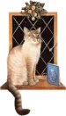 cat in window