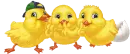 baby chicks