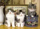 kittens