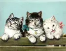 kittens