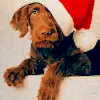 Christmas Time