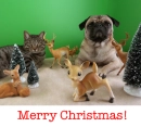 christmas dog and cat