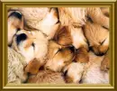 sweet dreams