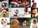 christmas dogs