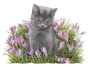 sweet kitty