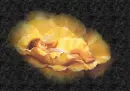 baby flower