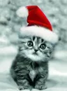 to cute