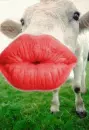 Animated cow kiss