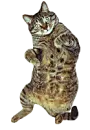 Dancing cat