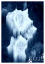 Frozen rose