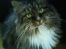 My cute cate!! <3