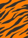 orange zebra