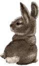 bunny