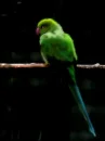 parrot
