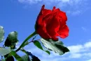 beautiful rose 