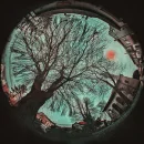 sky trees