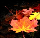 leaves