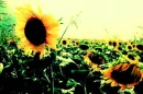 sunflowers