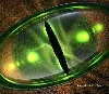 The eye of some creature