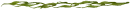 kelp