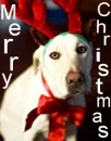 Christmas Dog