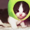 kitten