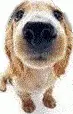 cutee dog