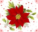 Poinsetia