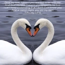 Swan Love