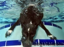 crazy dog