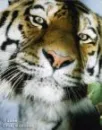 tigers