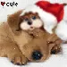 Xmas doggy sleeping