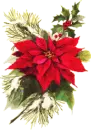 poinsettia