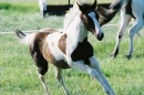 Pretty Horses
