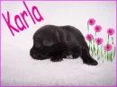Karla Puppy