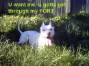 Funny Dog