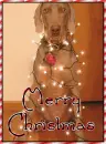 Merry Christmas Dog