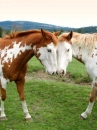 Pretty Horses