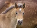 Pretty Horses