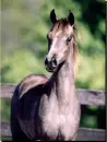Pretty Horses