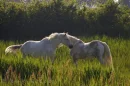 Pretty Horses
