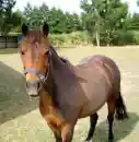 Pretty Horses