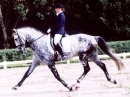 Pretty Horses