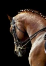 Pretty Horses