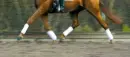 Pretty Horses
